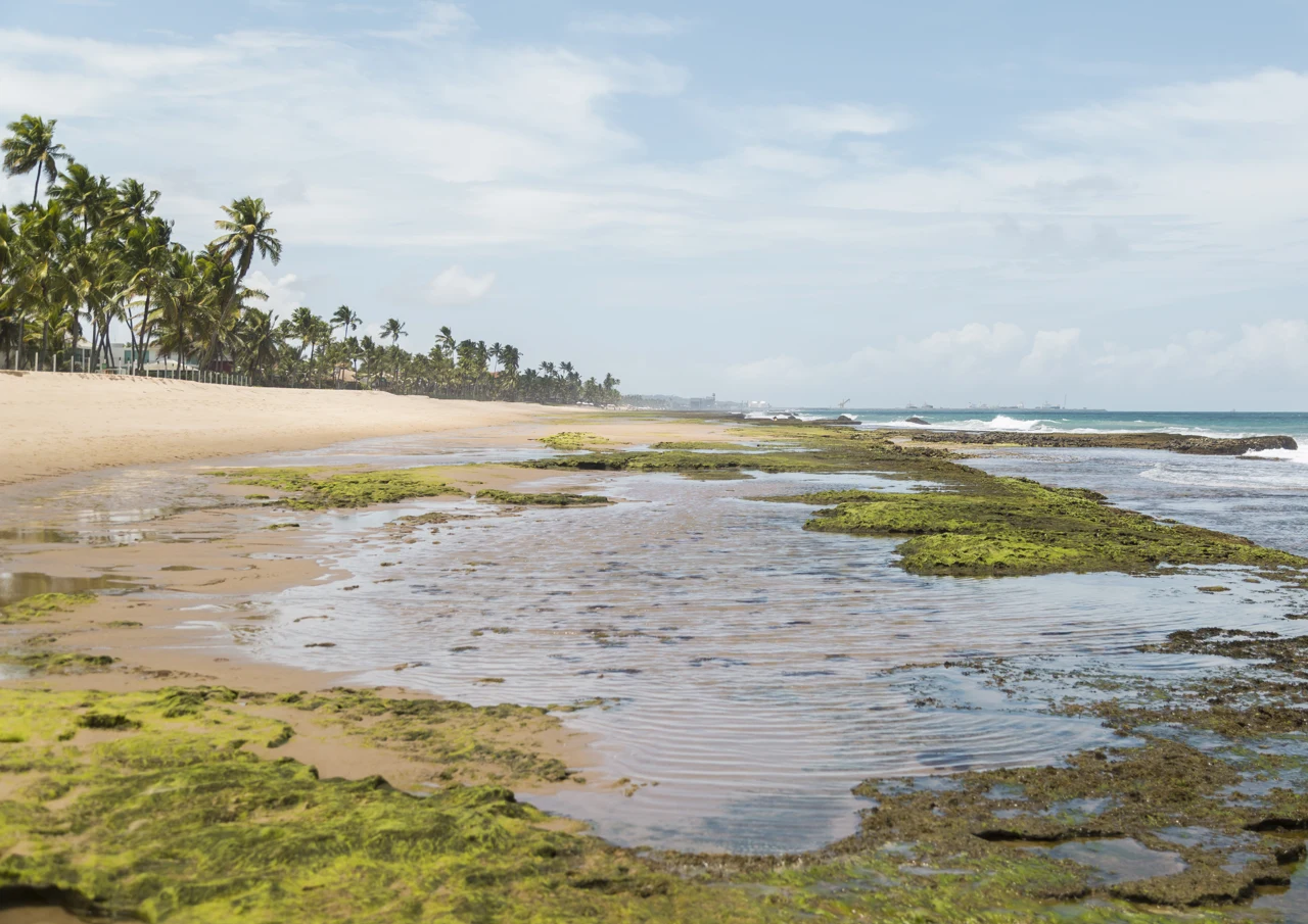 Praia de Muro Alto com coqueiros e recifes expostos na maré baixa